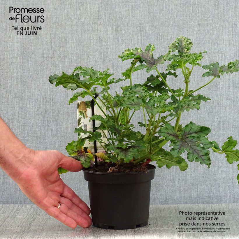 Amostra de Pelargonium quercifolium Royal Oak Vaso de 1,5 L/2 L tal como entregue no verão