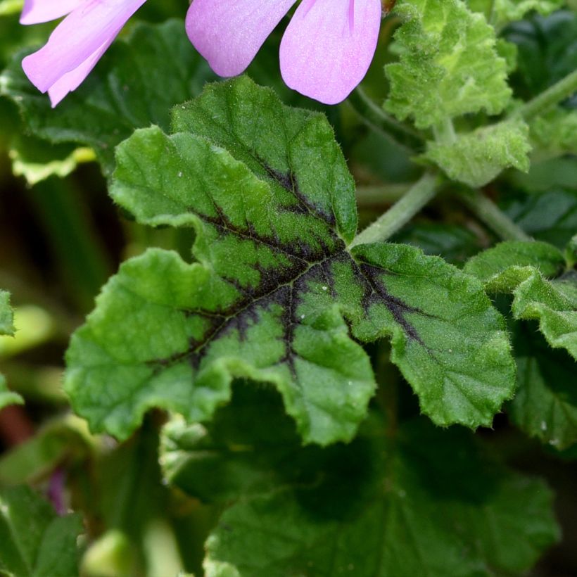 Pelargonium quercifolium Royal Oak (Folhagem)