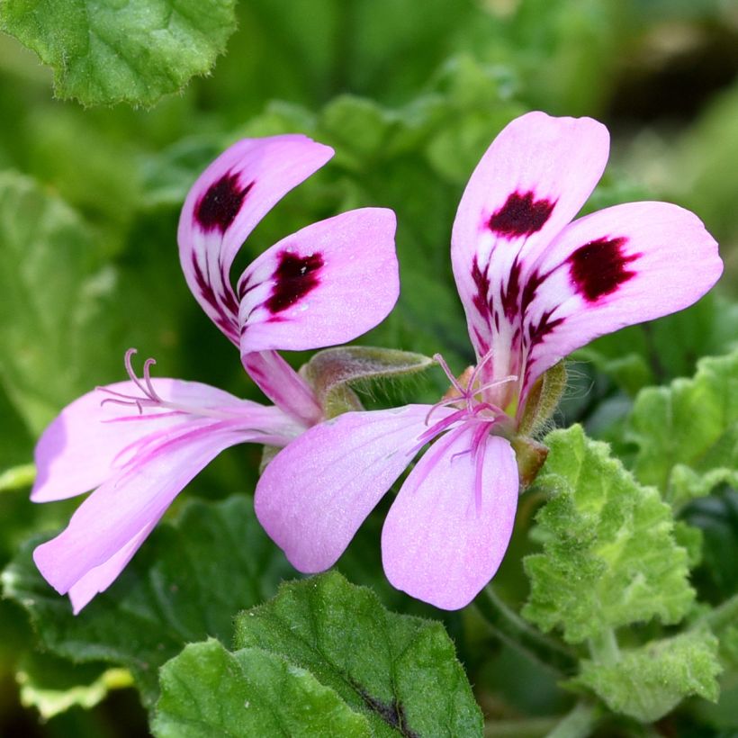 Pelargonium quercifolium Royal Oak (Floração)