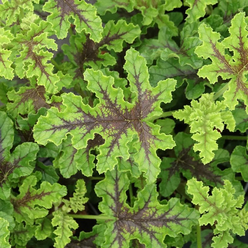 Pelargonium quercifolium Royal Oak (Folhagem)
