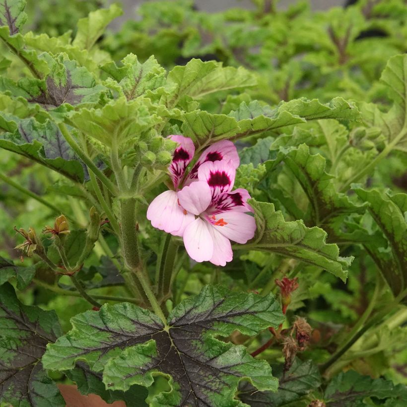 Pelargonium quercifolium Royal Oak (Floração)
