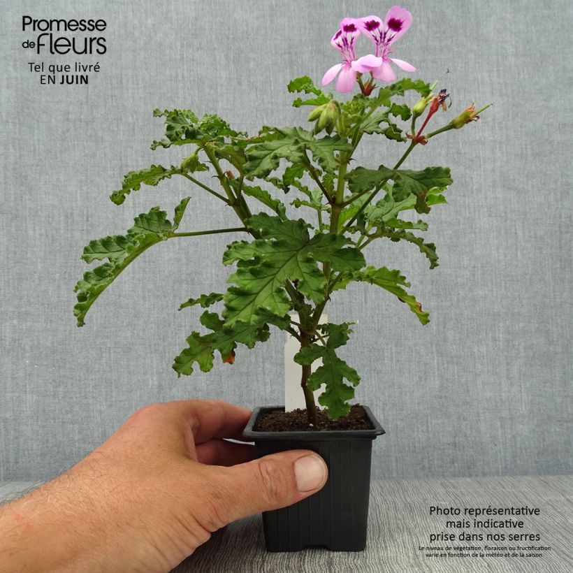 Amostra de Pelargonium quercifolium Royal Oak Vaso de 8/9 cm tal como entregue no verão