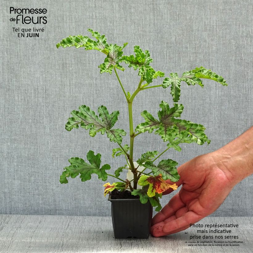 Amostra de Pelargonium quercifolium Royal Oak Vaso de 8/9 cm tal como entregue na primavera