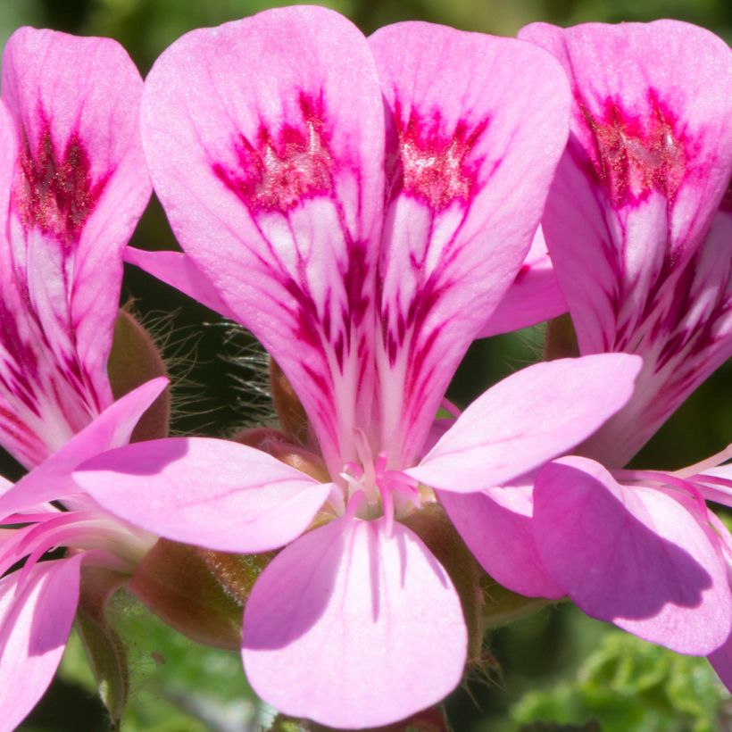 Pelargonium quercifolium (Floração)