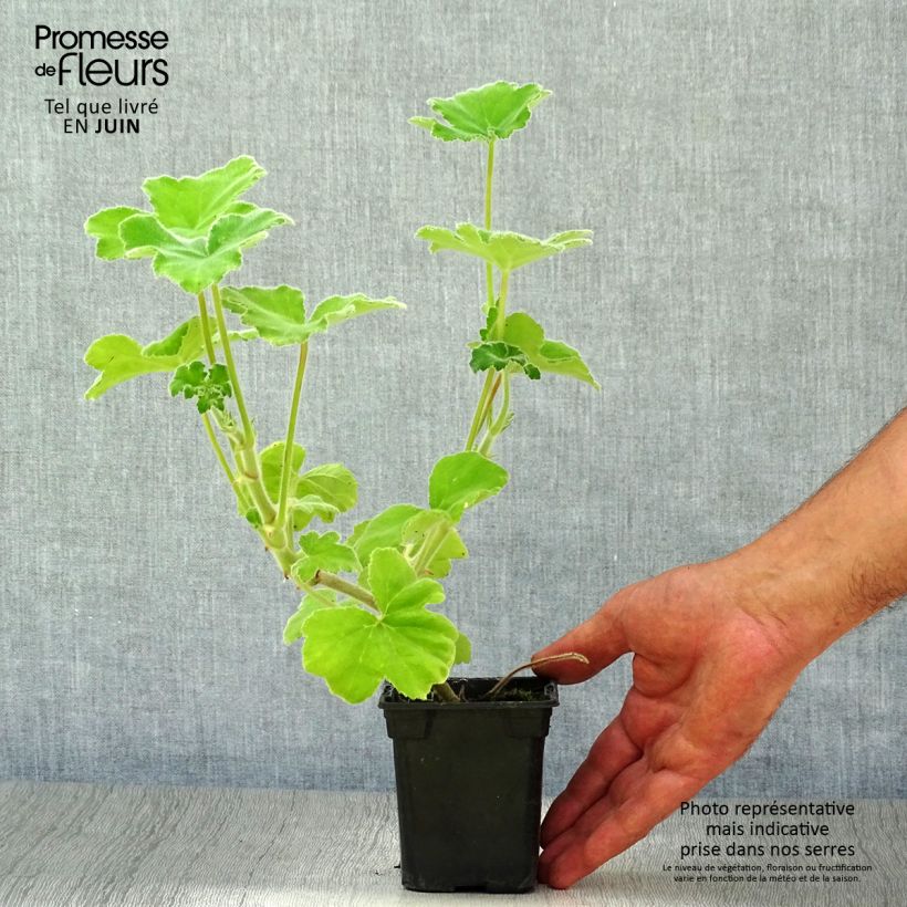 Amostra de Gerânio perfumado - Pelargonium tomentosum Vaso de 7/8 cm tal como entregue no verão