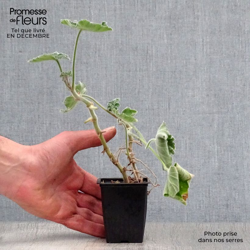 Amostra de Pélargonium odorant tomentosum - pélargonium à odeur de menthe - pélargonium tomenteux Godet de 7/8 cm tal como entregue no inverno