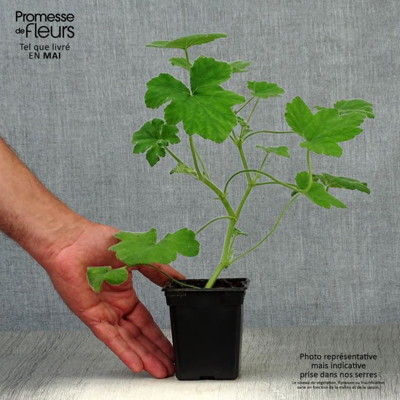 Amostra de Gerânio perfumado - Pelargonium tomentosum Vaso de 7/8 cm tal como entregue na primavera