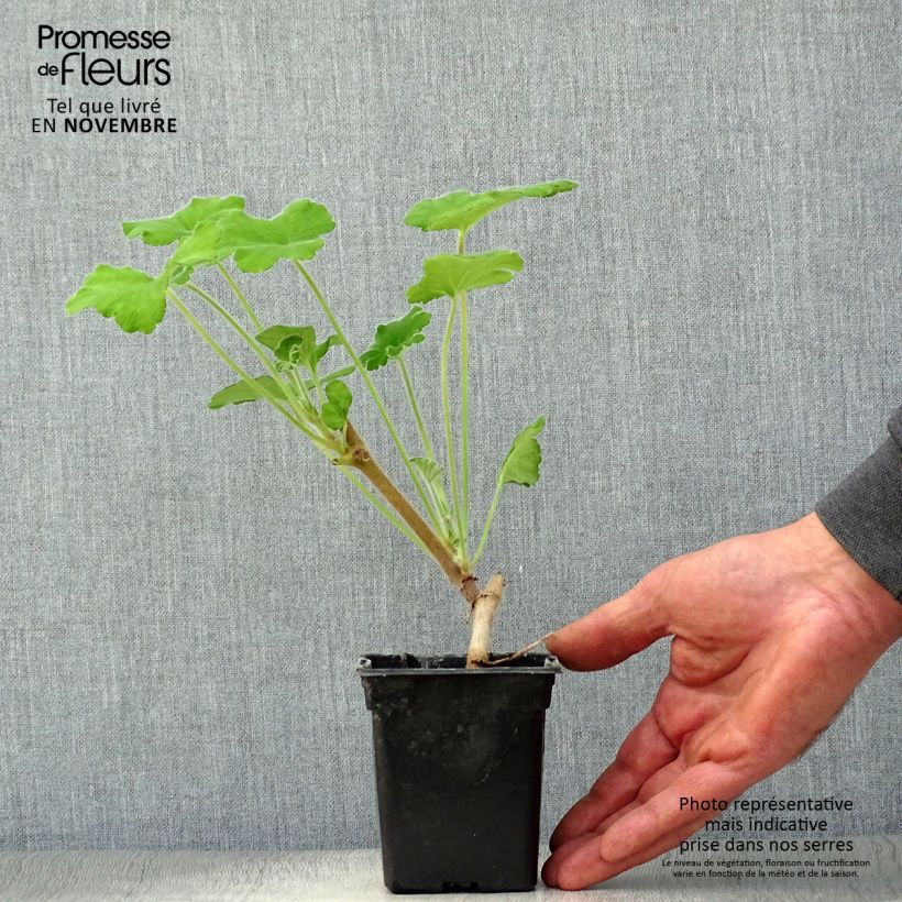 Amostra de Gerânio perfumado - Pelargonium tomentosum Vaso de 7/8 cm tal como entregue no outono