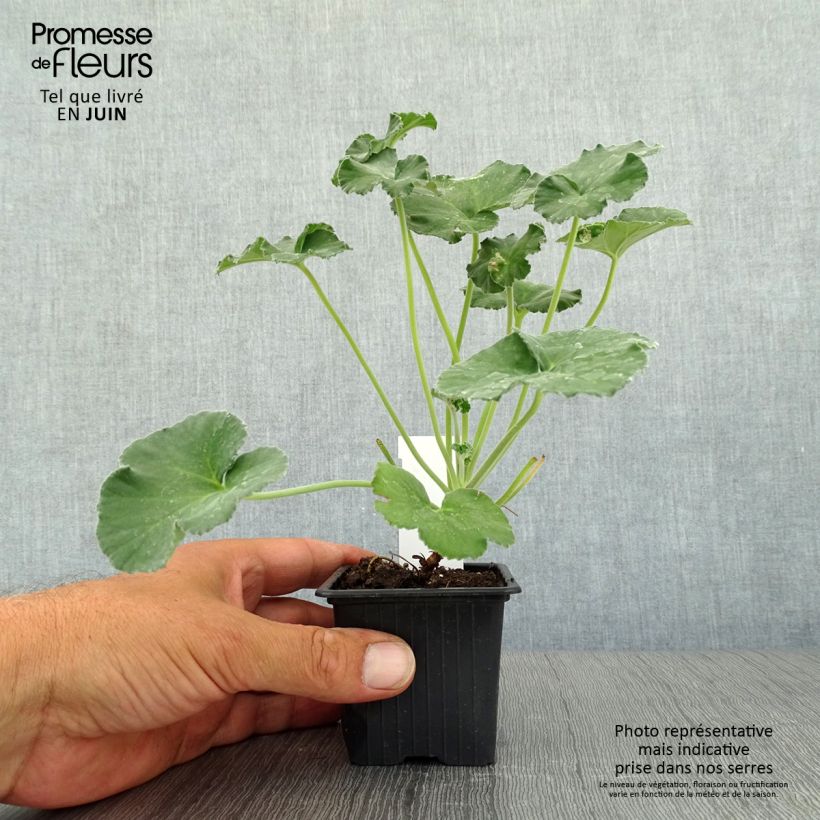Amostra de Pelargonium reniforme Vaso de 8/9 cm tal como entregue no verão