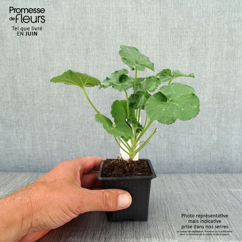 Amostra de Pelargonium reniforme Vaso de 8/9 cm tal como entregue na primavera