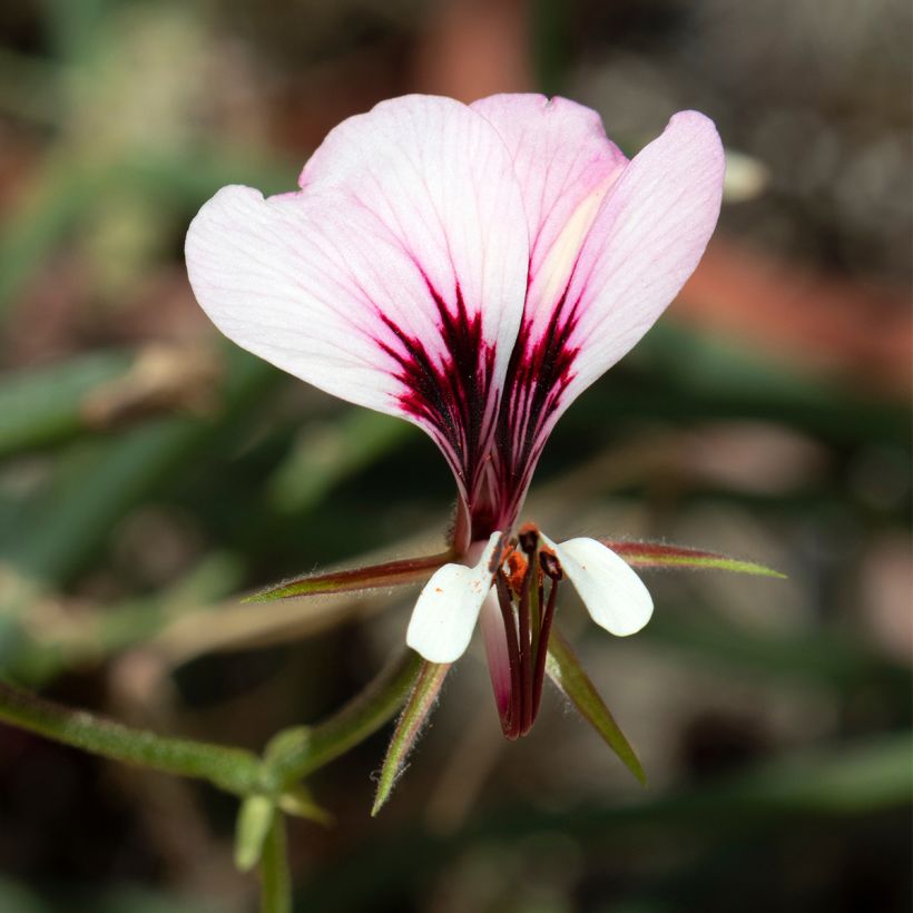 Pelargonium tetragonum (Floração)
