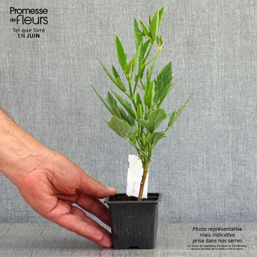 Amostra de Pelargonium x tricuspidatum Vaso de 8/9 cm tal como entregue na primavera