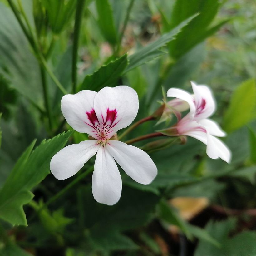 Pelargonium x tricuspidatum (Floração)