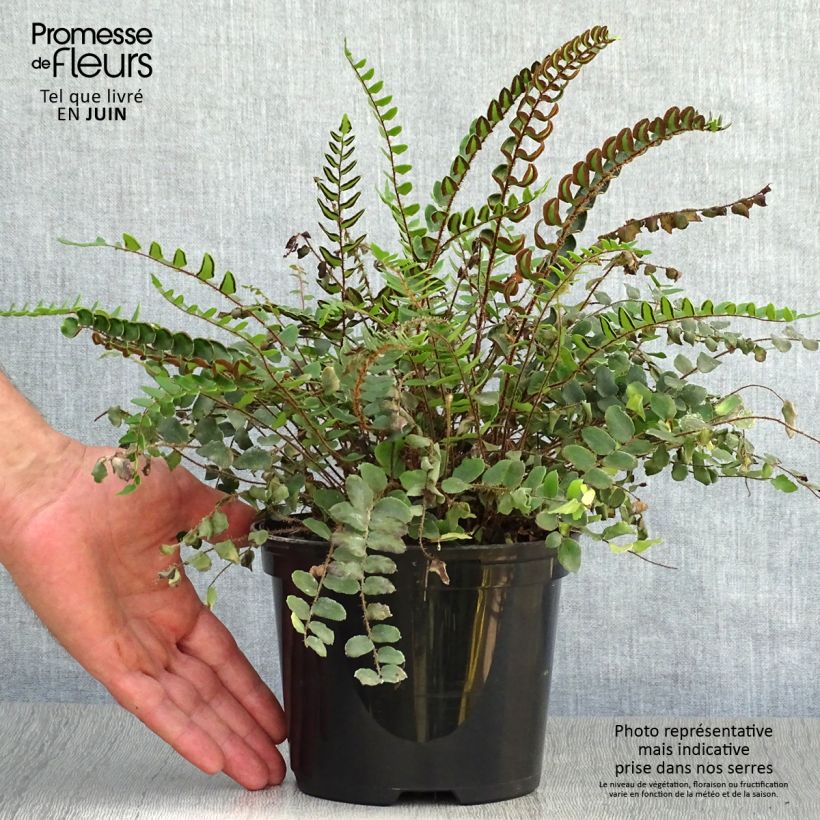Amostra de Pellaea rotundifolia Vaso de 2 L/3 L tal como entregue no verão