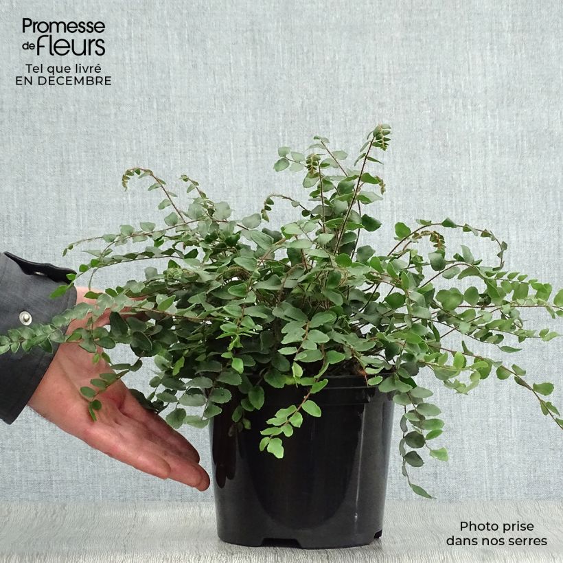 Amostra de Pellaea rotundifolia - Fougère, Pelléa à feuilles rondes Pot de 2L/3L tal como entregue no inverno