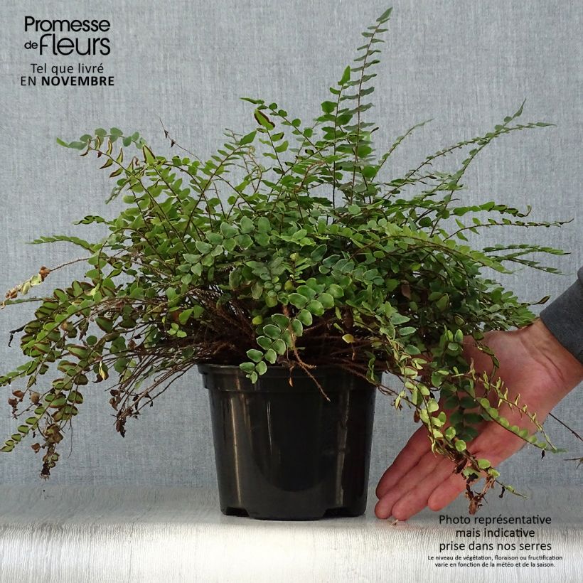 Amostra de Pellaea rotundifolia Vaso de 2 L/3 L tal como entregue no outono