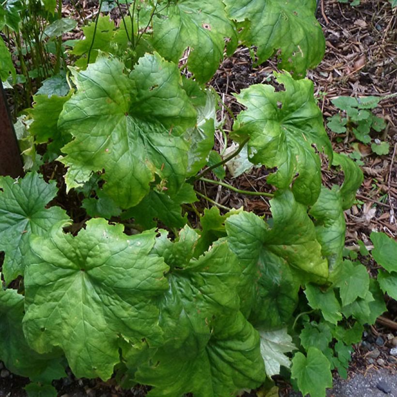 Peltoboykinia tellimoïdes (Folhagem)