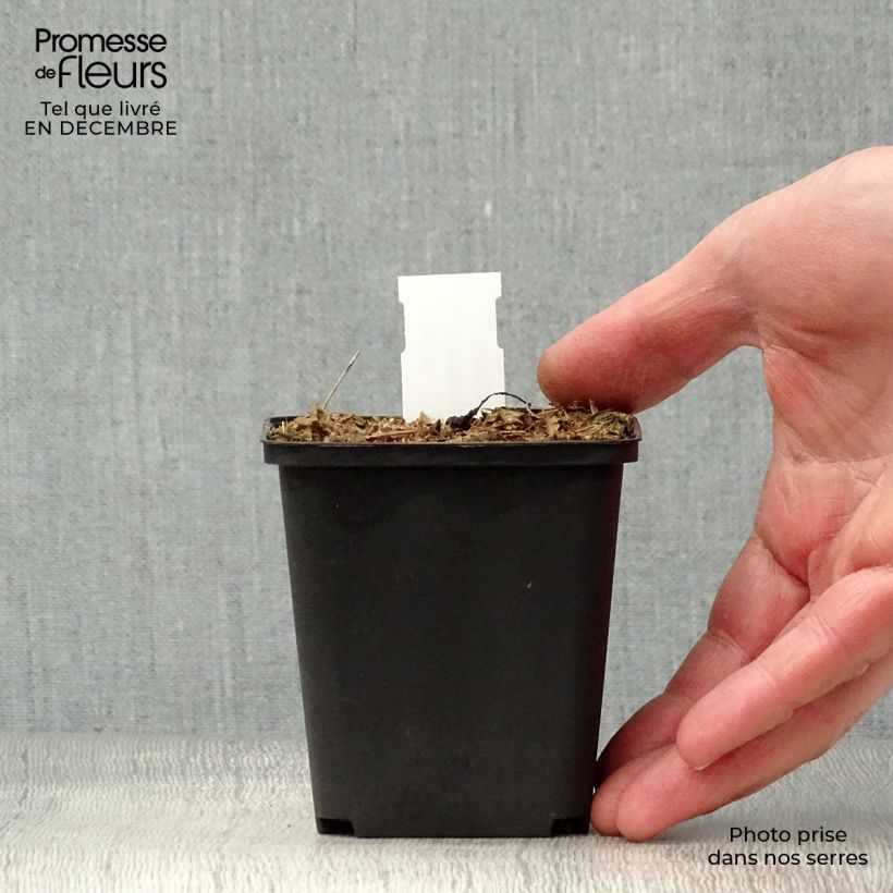 Amostra de Peltoboykinia watanabei Vaso de 8/9 cm tal como entregue no inverno