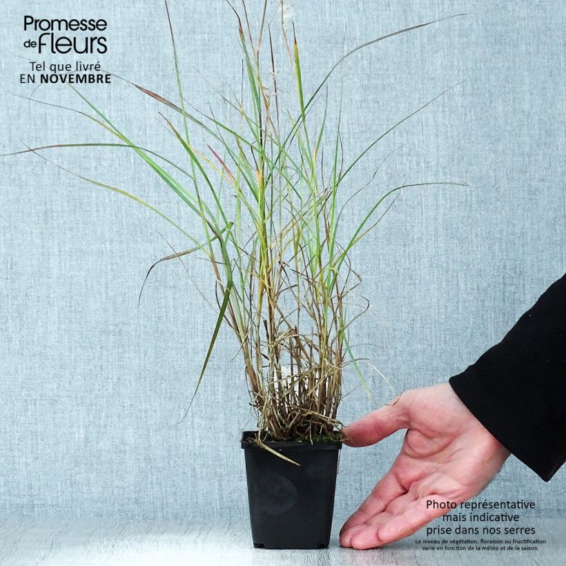Amostra de Pennisetum orientale Vaso de 8/9 cm tal como entregue no outono