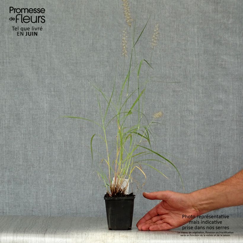 Amostra de Pennisetum orientale Vaso de 8/9 cm tal como entregue no verão