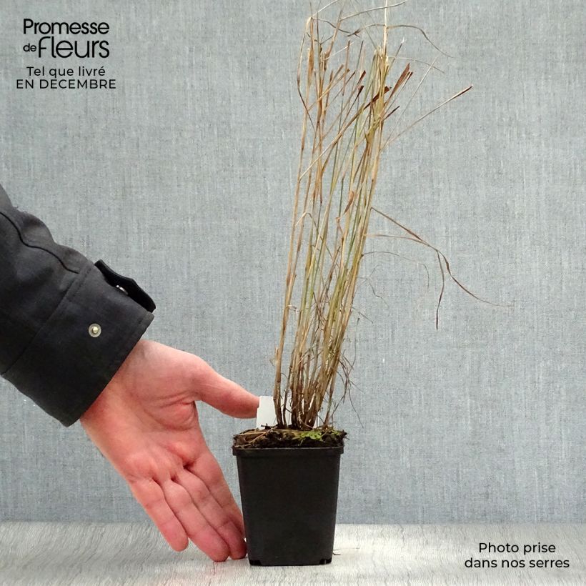 Amostra de Pennisetum orientale Vaso de 8/9 cm tal como entregue no inverno