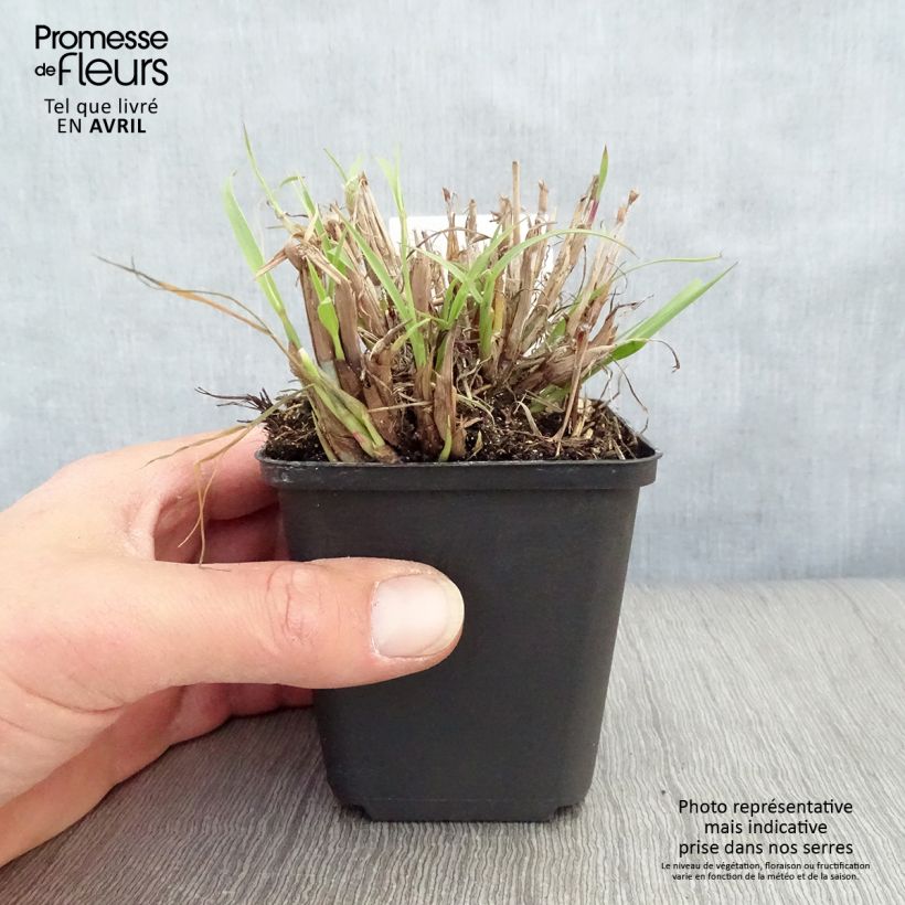 Amostra de Pennisetum orientale Vaso de 8/9 cm tal como entregue na primavera
