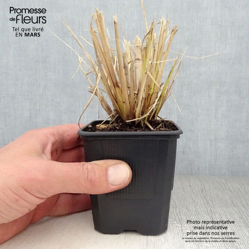 Amostra de Pennisetum Windy Simonette Vaso de 8/9 cm tal como entregue na primavera