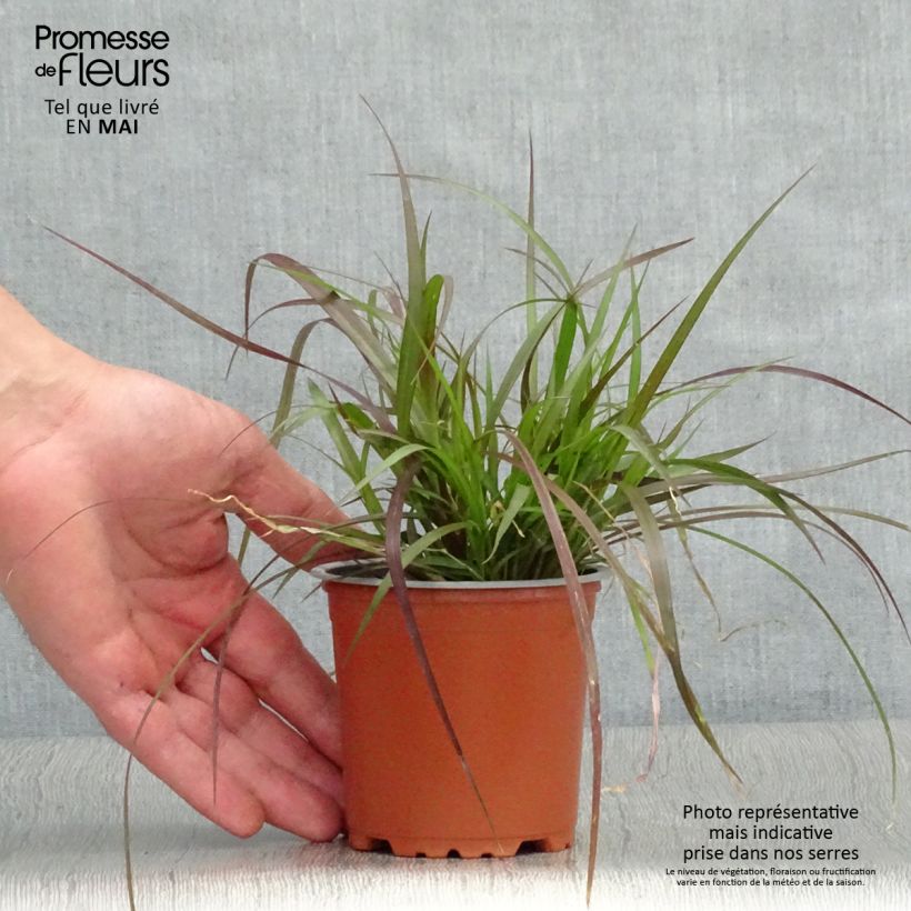 Amostra de Pennisetum advena Rubrum Vaso de 8/9 cm tal como entregue na primavera