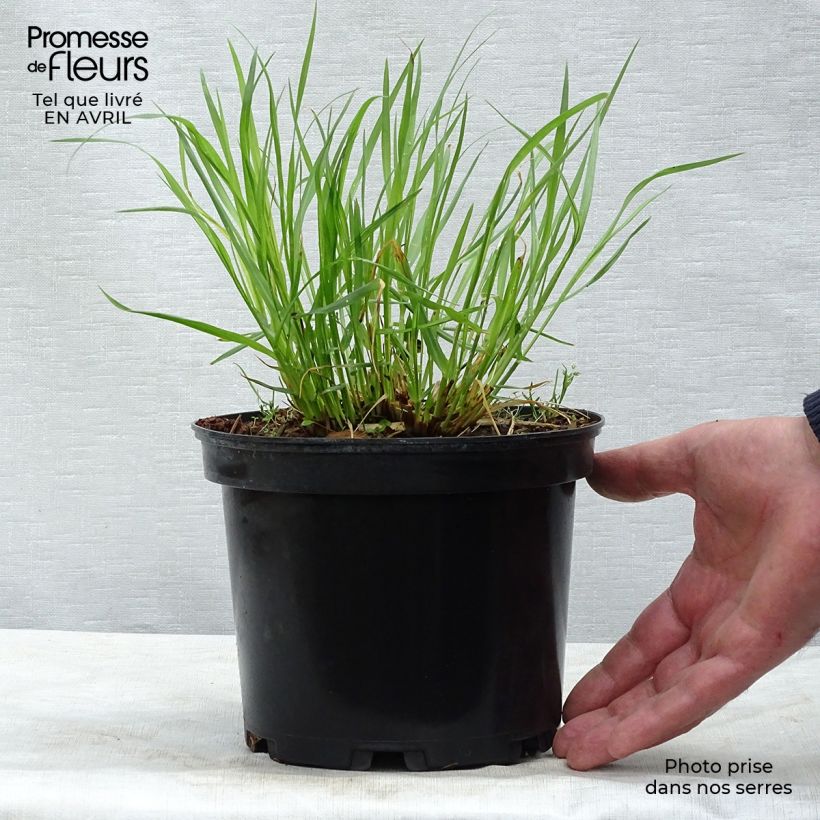 Amostra de Pennisetum alopecuroides Moudry Vaso de 2 L/3 L tal como entregue na primavera