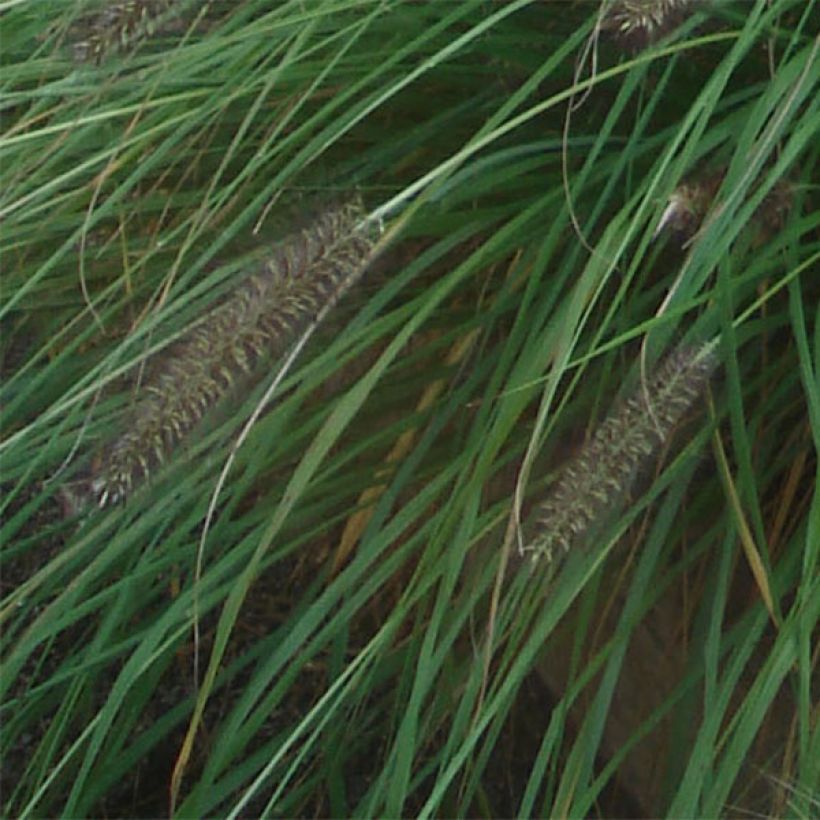 Pennisetum alopecuroides f. viridescens (Folhagem)
