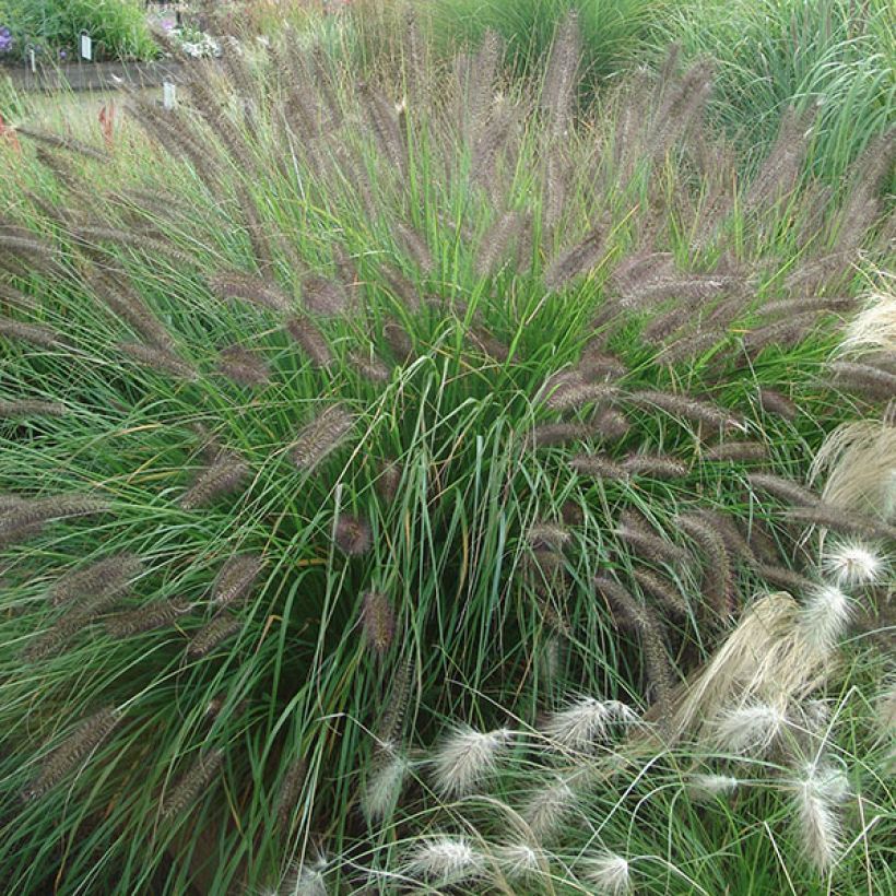 Pennisetum alopecuroides f. viridescens (Hábito)
