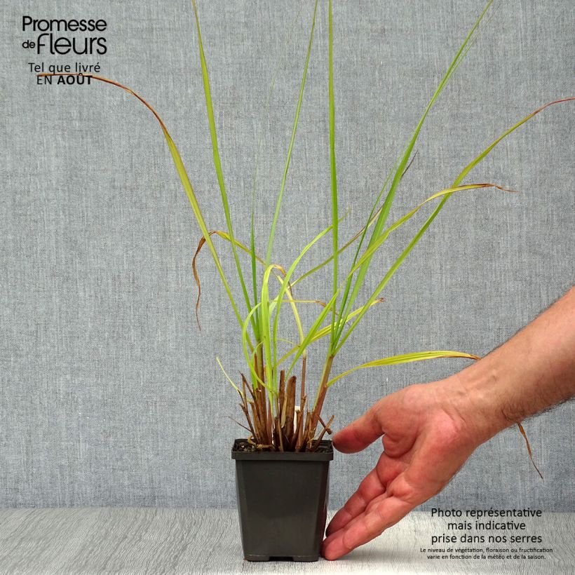 Amostra de Pennisetum alopecuroides Black Beauty Vaso de 8/9 cm tal como entregue no verão