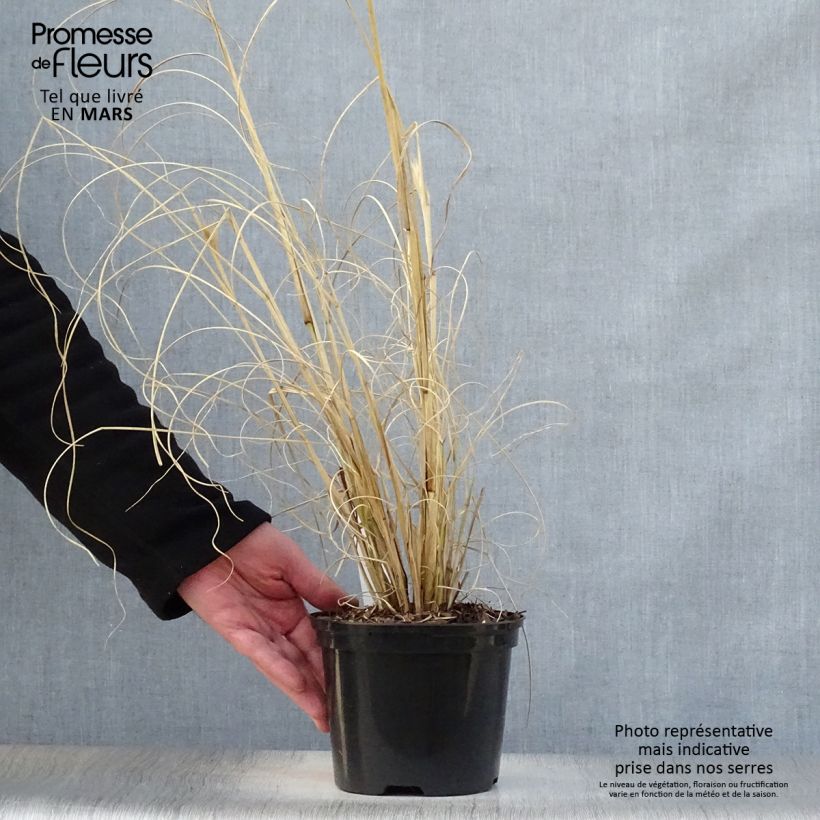 Amostra de Pennisetum alopecuroides Black Beauty Vaso de 2 L/3 L tal como entregue na primavera