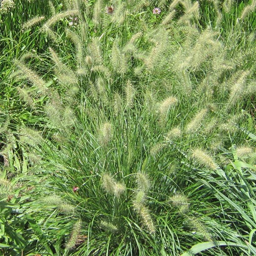Pennisetum alopecuroides Cassian (Floração)