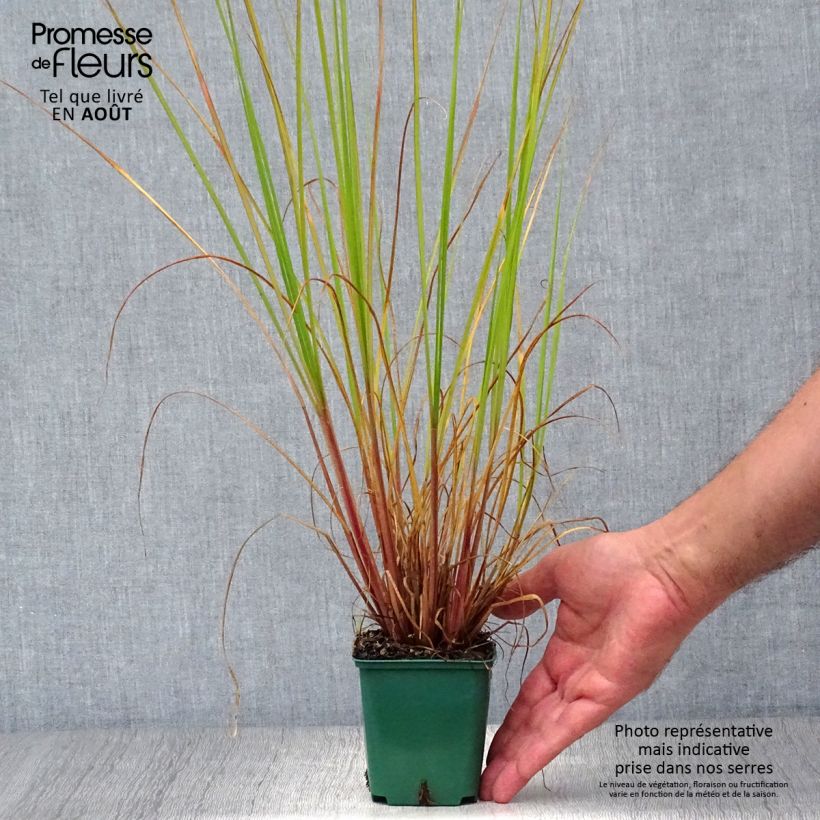 Amostra de Pennisetum alopecuroides Cassian Vaso de 8/9 cm tal como entregue no verão