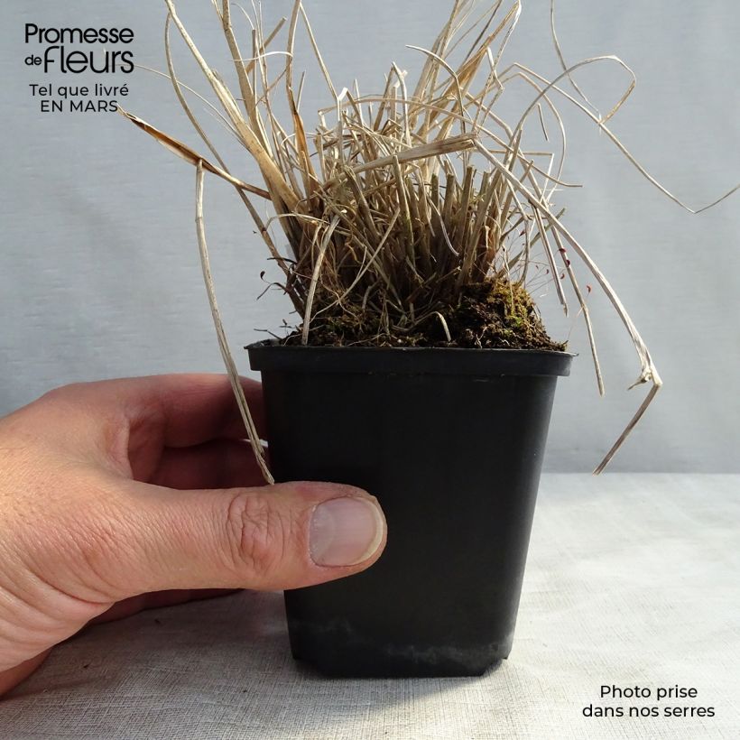 Amostra de Pennisetum alopecuroides Cassian Vaso de 8/9 cm tal como entregue na primavera