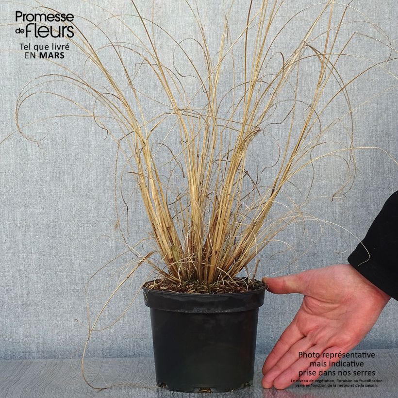 Amostra de Pennisetum alopecuroides Cassian - Herbe aux écouvillons Vaso de 2 L/3 L tal como entregue no inverno