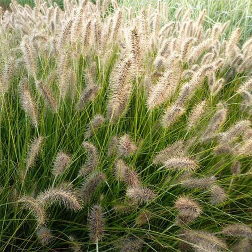 Pennisetum alopecuroides Gelbstiel (Floração)