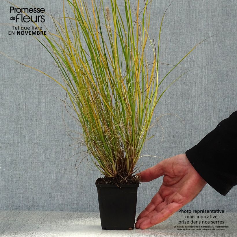Amostra de Pennisetum alopecuroides Gelbstiel Vaso de 8/9 cm tal como entregue no outono