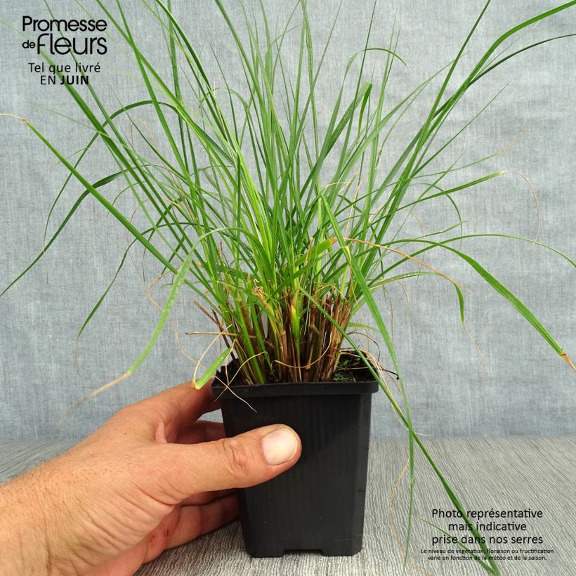Amostra de Pennisetum alopecuroides Gelbstiel Vaso de 8/9 cm tal como entregue no verão
