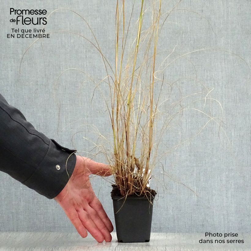Amostra de Pennisetum alopecuroides Gelbstiel - Herbe aux écouvillons  Vaso de 8/9 cm tal como entregue no inverno