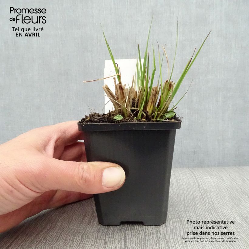 Amostra de Pennisetum alopecuroides Gelbstiel Vaso de 8/9 cm tal como entregue na primavera