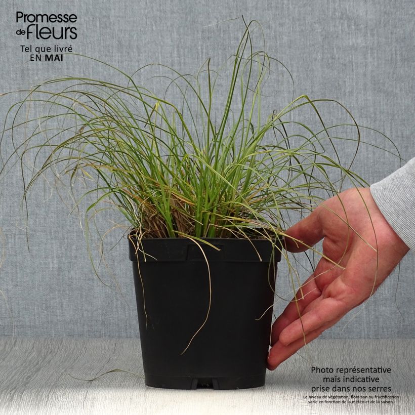 Amostra de Pennisetum alopecuroides Gelbstiel Vaso de 2 L/3 L tal como entregue na primavera