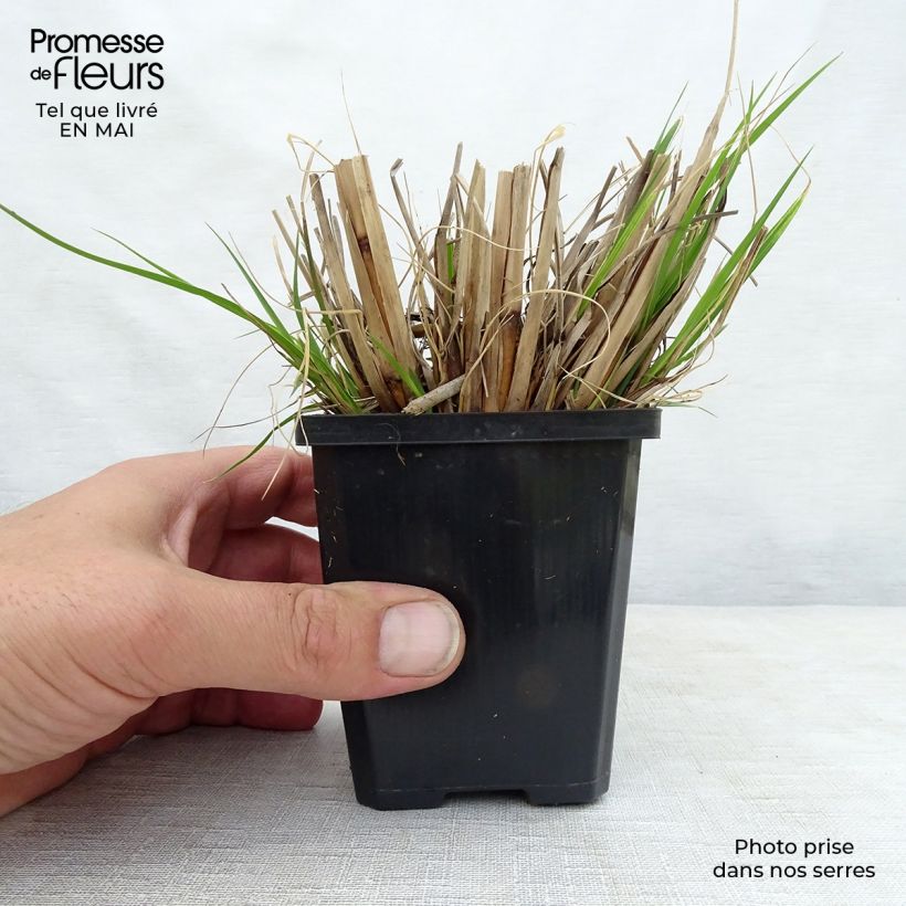Amostra de Pennisetum alopecuroides Goldstrich Vaso de 8/9 cm tal como entregue na primavera