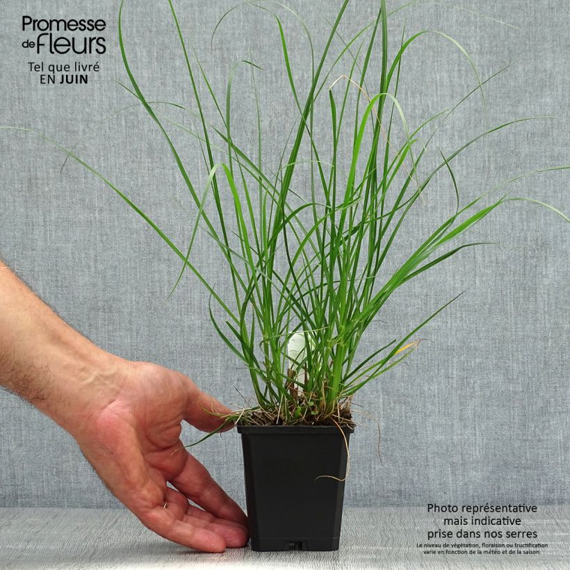 Amostra de Pennisetum alopecuroides Goldstrich Vaso de 8/9 cm tal como entregue no verão