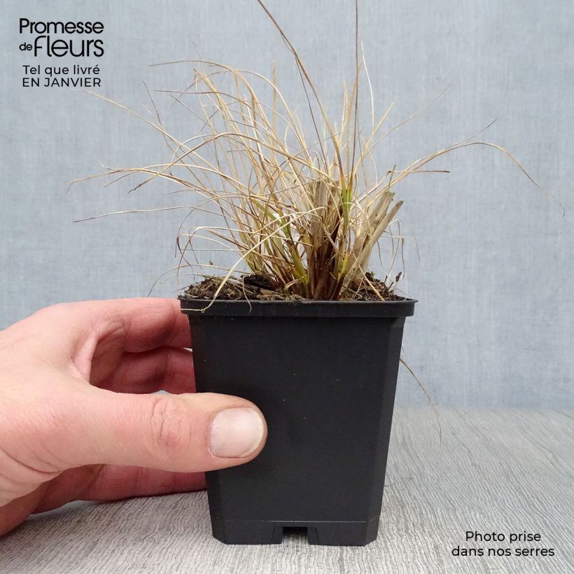 Amostra de Pennisetum alopecuroides Goldstrich - Herbe aux écouvillons Vaso de 8/9 cm tal como entregue no inverno