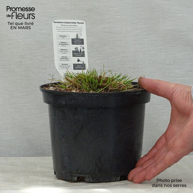 Amostra de Pennisetum alopecuroides Hameln Vaso de 3 L/4 L tal como entregue na primavera