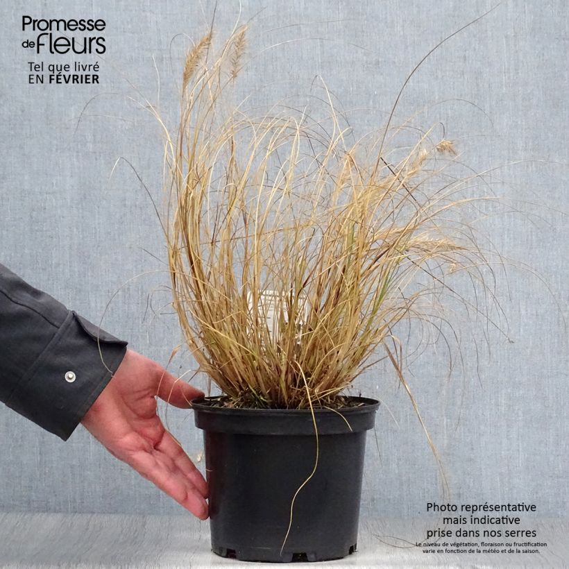 Amostra de Pennisetum alopecuroides Hameln - Herbe aux écouvillons Vaso de 3 L/4 L tal como entregue no inverno