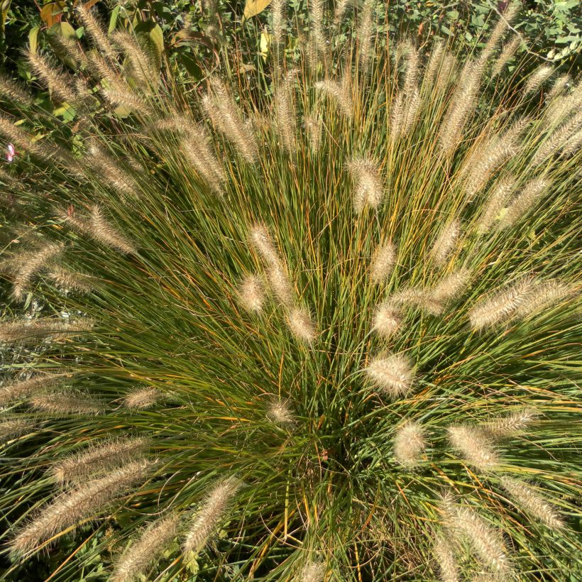Pennisetum alopecuroides Hameln (Hábito)