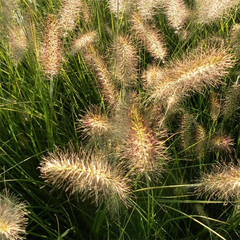 Pennisetum alopecuroides Hameln (Floração)